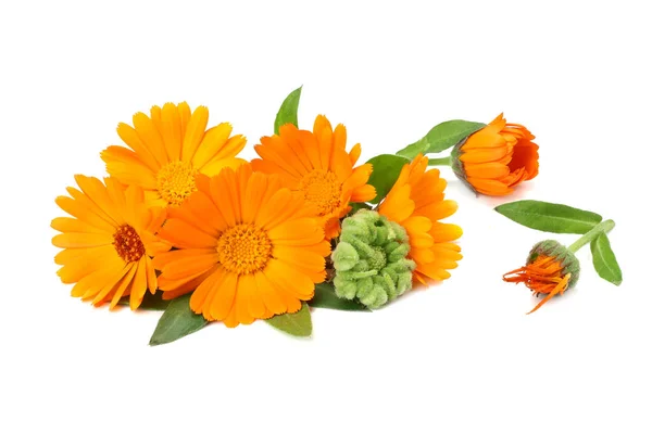 Ringelblumen Mit Grünem Blatt Isoliert Auf Weißem Hintergrund Ringelblume — Stockfoto