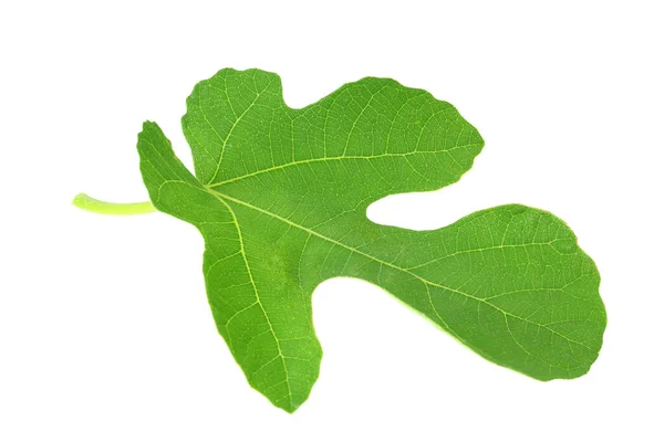 Fig Leaf Isolated White Background Top View — Stock Photo, Image