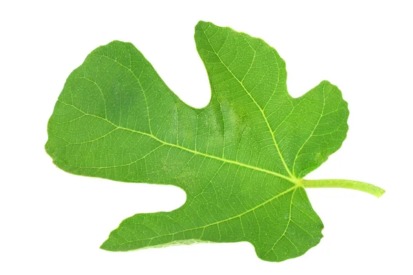Fig Leaf Isolated White Background Top View — Stock Photo, Image