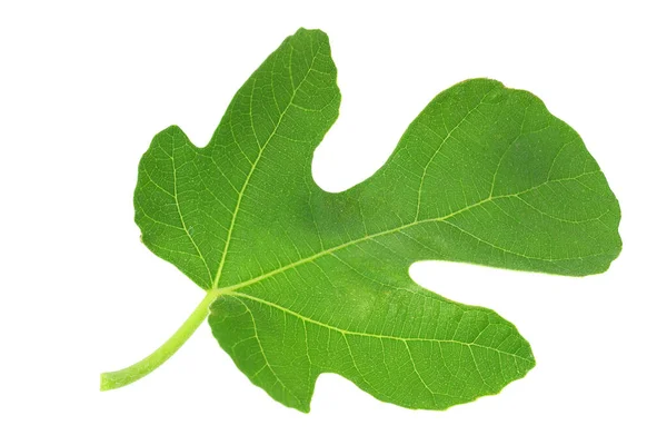 Fig Leaf Isolated White Background Top View — Stock Photo, Image