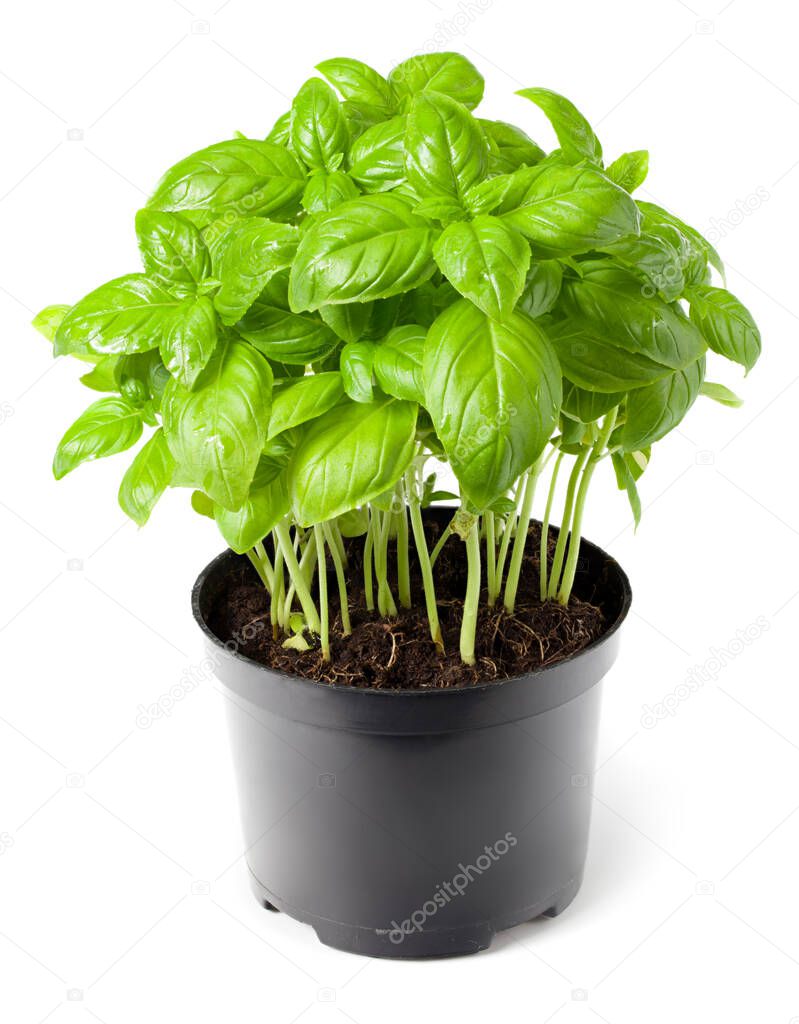 pot of fresh basil plant isolated on white background