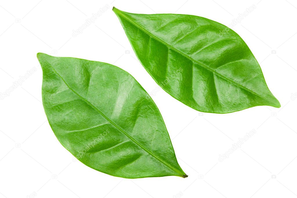 coffee leaves isolated on a white background