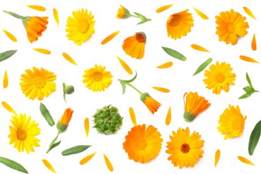 Beyaz arka planda yeşil yapraklı kadife çiçekleri. Calendula çiçeği. en üstteki görünüm