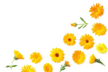 Beyaz arka planda yeşil yapraklı kadife çiçekleri. Calendula çiçeği. en üstteki görünüm