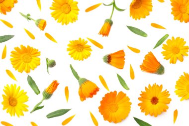 Beyaz arka planda yeşil yapraklı kadife çiçekleri. Calendula çiçeği. en üstteki görünüm