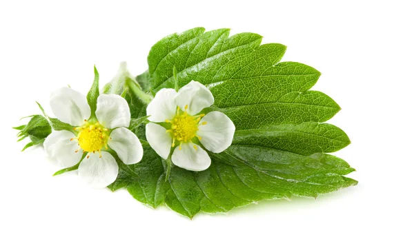 Eper Zöld Levél Virágok Elszigetelt Fehér Alapon — Stock Fotó