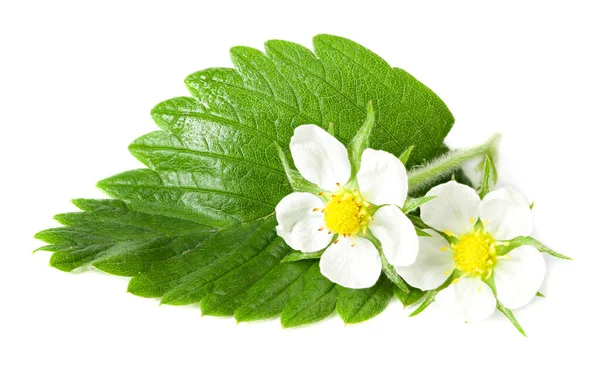 Erdbeergrünes Blatt Mit Blüten Isoliert Auf Weißem Hintergrund — Stockfoto