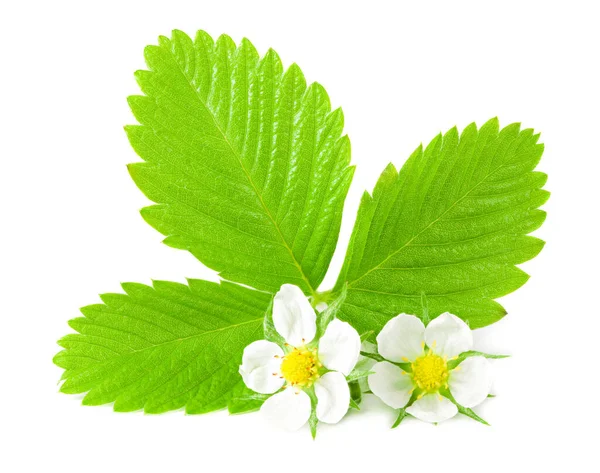 Strawberry Green Leaf Flowers Isolated White Background — Stock Photo, Image