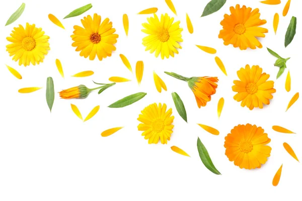 Квіти Чорнобривців Зеленим Листом Ізольовані Білому Тлі Квітка Календули Вид — стокове фото