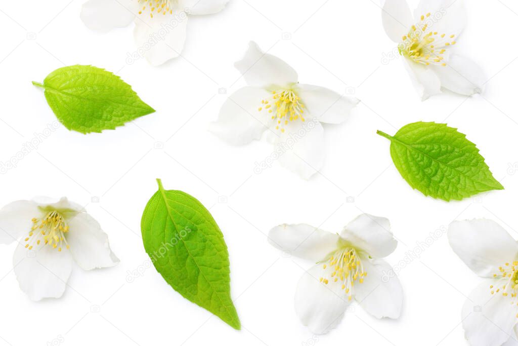 Jasmine flowers isolated on white background. top view