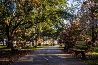 Savannah 'da Forsyth Park 'ta sıcak bir gün, Gürcistan gölgeli Magnol tarafından