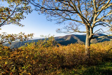 Colorful Leaves in Shenandoah National Park During high Fall Col clipart