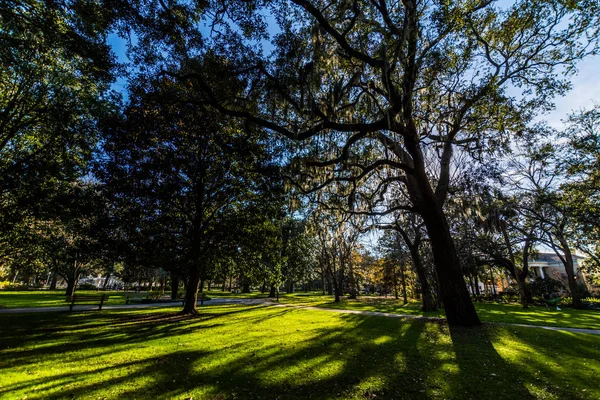 Теплий день на Форго парку в савани, Грузія затінена Magnol — стокове фото