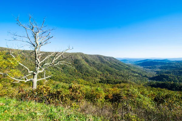 Colorful Leaves in Shenandoah National Park During high Fall Col — Stock Photo, Image