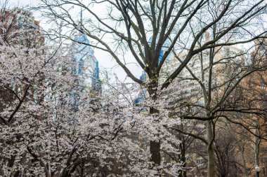 Philadelphia Pennsylvania rittenhouse meydanında bahar