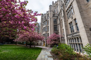 Yale Üniversitesi New Haven Connecticut