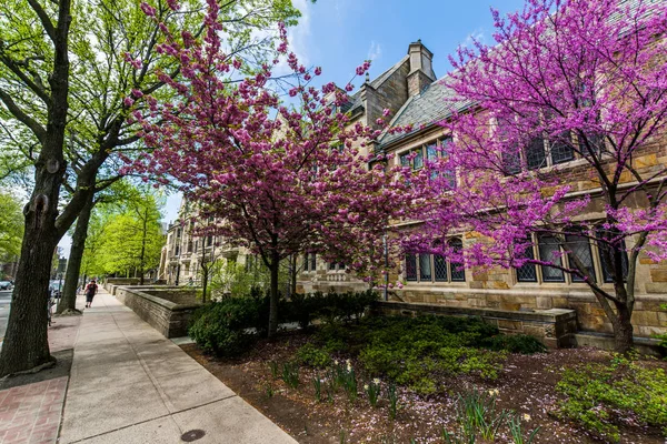 Universidad de Yale en New Haven Connecticut —  Fotos de Stock