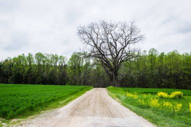 Güney york county pennsylva çevresinde bereketli tarım arazileri peyzaj