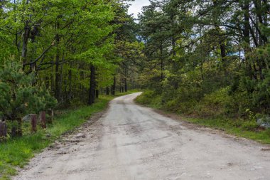Merkezi Pennsylvania Michaux devlet ormandaki uzun Pine rezervuar çevresinde peyzaj