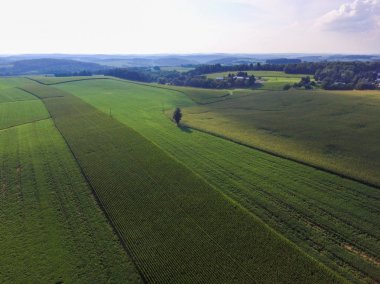 Satır bir Güney York County şehir Shrewsbury, Pennsylvania'daki tarım arazileri üzerinde Mısır