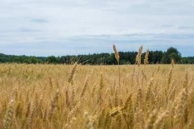 Kırsal ülke York County Pennsylvania tarım arazileri, bir yaz gününde