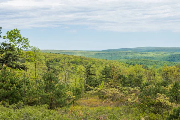 Merkezi Pennsylvania Michaux devlet ormandaki uzun Pine rezervuar çevresinde peyzaj