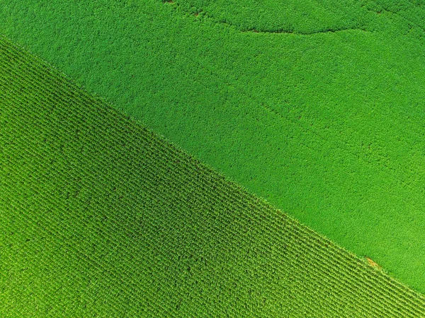 Fileiras Milho Farmland Uma Cidade Condado Southern York Shrewsbury Pensilvânia — Fotografia de Stock