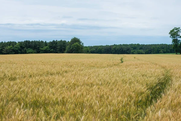 Obszarów Wiejskich Kraju York County Pennsylvania Farmland Letni Dzień — Zdjęcie stockowe