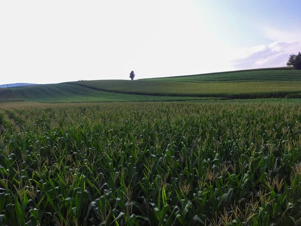 Maisreihen Auf Landwirtschaftlichem Land Einer Kreisstadt South York Pennsylvania Stockfoto