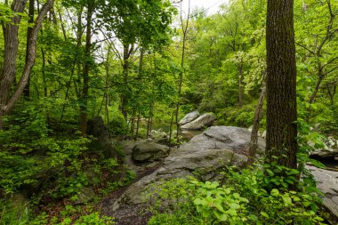 Hartford County, Maryland yakışıklı rezervuar aracılığıyla hiking