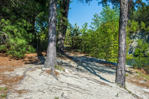 Merkezi Pennsylvania Michaux devlet ormandaki uzun Pine rezervuar çevresinde peyzaj