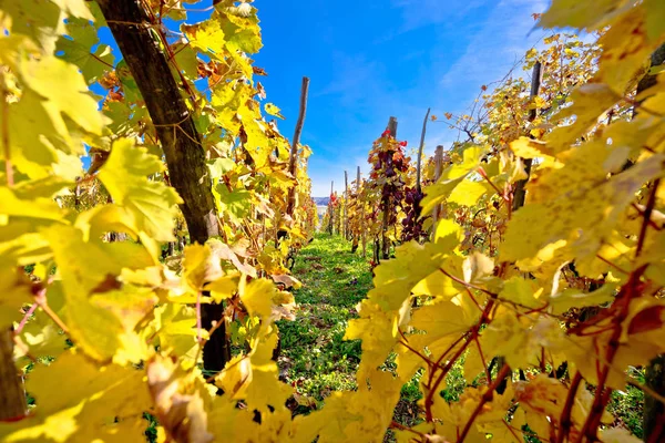 Winnica w jesiennych kolorów Zobacz — Zdjęcie stockowe