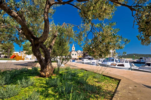 Pirovac olive tree architecture view
