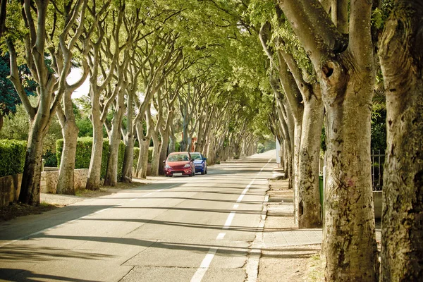 Urban tree line street in Zadar — Stock Photo, Image