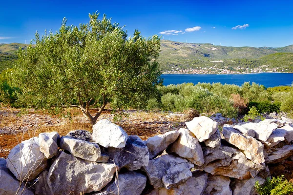 Olive plantage vid havet — Stockfoto