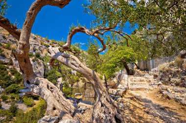 Eski zeytin t boru Pustinja Blaca hermitage