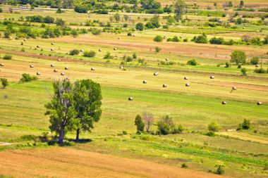 Petrovo Polje yaz peyzaj