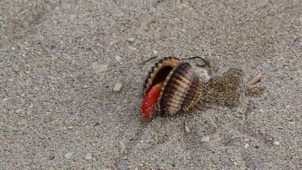 Cáscara áspera del mar berberechos que se abren fuera de su armadura sobre fondo de arena — Vídeo de stock