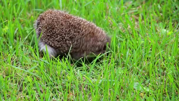 Riccio rannicchiato sul retro, ritratto della fauna selvatica di Erinaceus europaeus — Video Stock