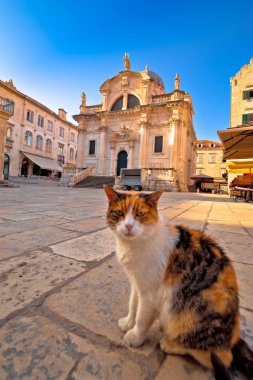 Dubrovnik Caddesi ve tarihi mimarisi görünümü üzerinde poz kedi