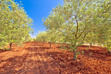 Kırmızı toprakta eski zeytin ağaçları var.