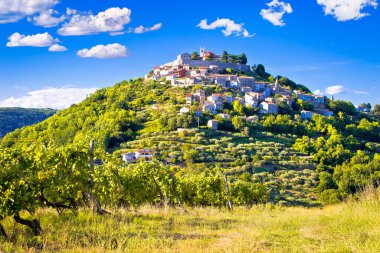 Motovun kasabası, Istria bölgesindeki üzüm bağları tepesinde.