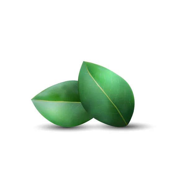 2 현실적인 녹색 잎 — 스톡 벡터