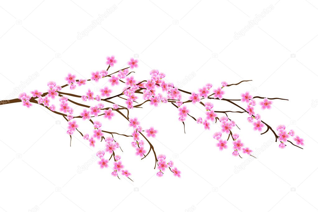 spring branch of cherry blossoms
