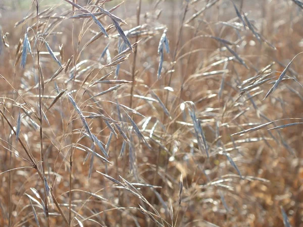 Une Belle Herbe Avec Des Feuilles Pliées Bourgeon — Photo