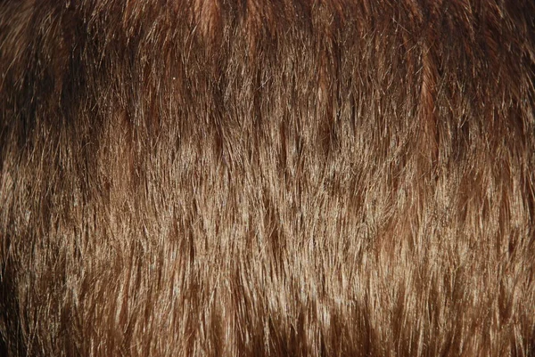 Волосы Отрезаны Человеческим Мальчиком Тенью Светом Голове Использован Парикмахерской — стоковое фото