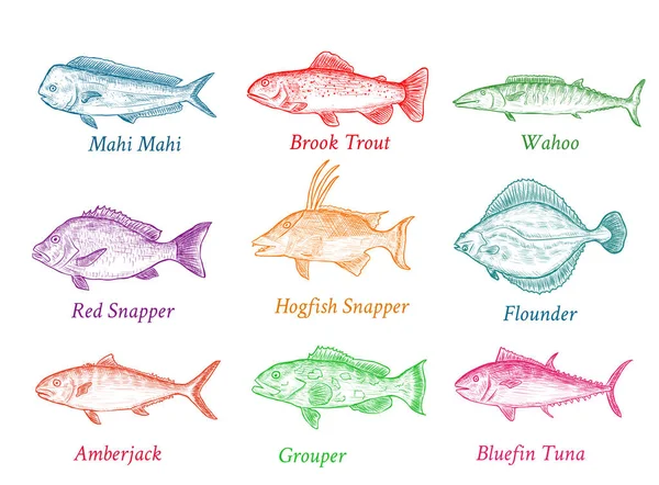 Набір ізольованих різнокольорових риб, намальованих вручну. Ескіз тунця, форелі, дріпки і т.д. . — стоковий вектор