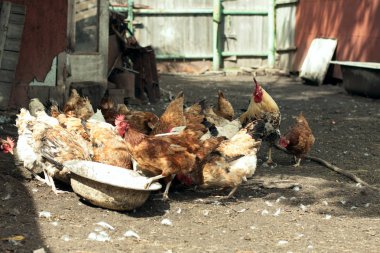 Çiftlikte kahvaltı