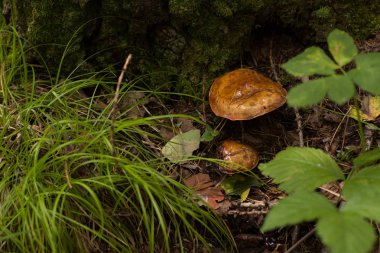 Çimlerin üzerinde orman mantarı
