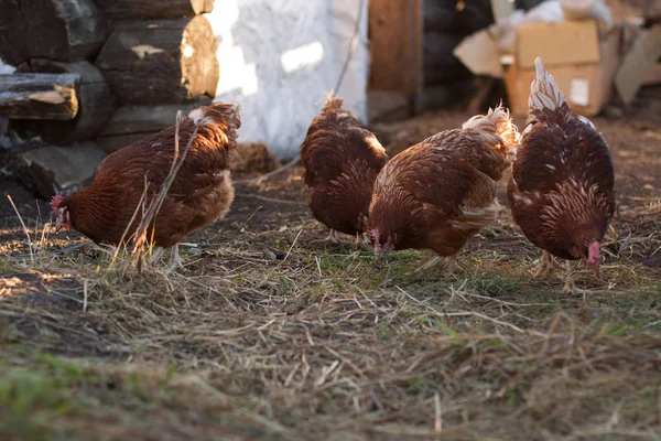 닭장에 닭 — 스톡 사진